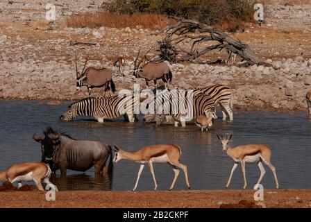 Wildebeest, zébra , gemsbok et springbok au trou d'eau d'Okaukuejo, Parc national d'Etosha, Namibie Banque D'Images