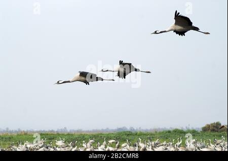 Grues en migration sur la réserve de lac Hula, Israël au printemps sur le chemin du retour en Europe Banque D'Images