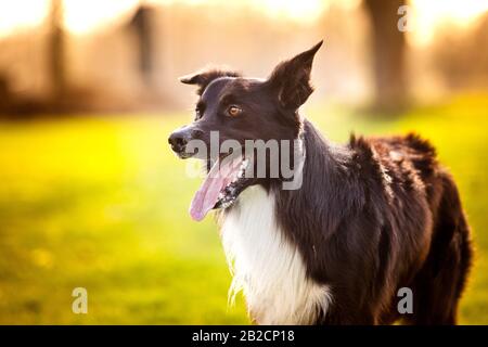Heureux Border Collie chien sans laisse à l'extérieur dans la nature au lever du soleil. Chien heureux à la recherche d'appareil photo dans le parc de la ville. Banque D'Images