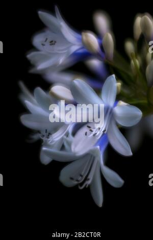 Agapanthus 'Twister' - Lily africaine sur fond noir Banque D'Images