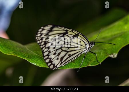Papillon tropical nymphe des arbres blancs Banque D'Images