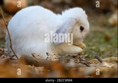 Un lapin blanc de Hollande se tient sur un sol. Banque D'Images