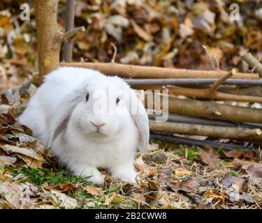 Un lapin blanc de Hollande se tient sur un sol. Banque D'Images