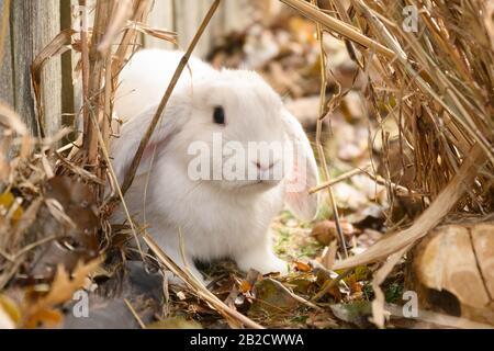 Un lapin blanc de Hollande se tient sur un sol. Banque D'Images