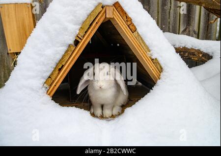 Un lapin blanc de Hollande se tient dans un abri en bois pendant l'hiver. Banque D'Images