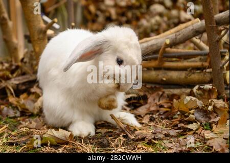 Un lapin blanc de Hollande se tient sur un sol. Banque D'Images