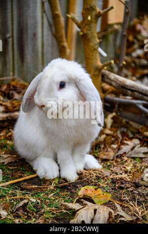 Un lapin blanc de Hollande se tient sur un sol. Banque D'Images