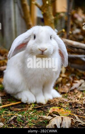 Un lapin blanc de Hollande se tient sur un sol. Banque D'Images