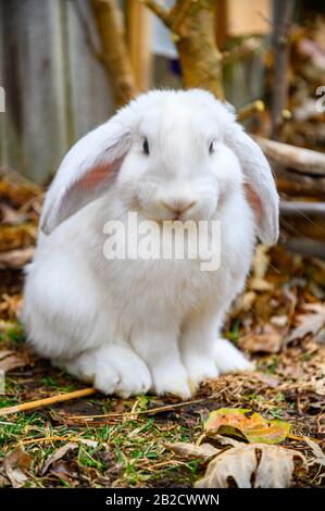 Un lapin blanc de Hollande se tient sur un sol. Banque D'Images