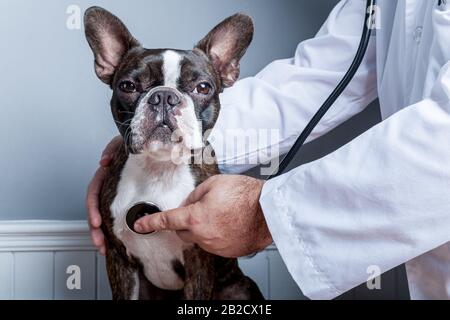 Un médecin vétérinaire examine le cœur du terrier de boston avec un portrait stéthoscope Banque D'Images