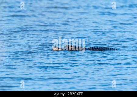 Un alligator américain (Alligator missippiensis) se trouve dans les eaux de l'île Merritt, en Floride. Banque D'Images