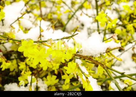 Un arbuste fleuri sous la neige hiver Jasminum nudiflorum Jasminum Banque D'Images