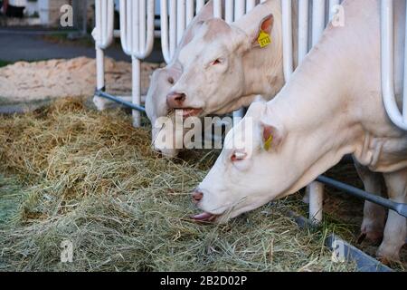 Vaches blanches mangeant du foin de lucerne à la ferme. Alimentation sur la ferme laitière animale. Banque D'Images