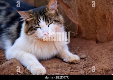 Portrait décontracté de chat avec yeux fermés. Banque D'Images