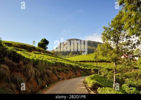 Sri Lanka, Nuwara Eliya, plantations de thé, route rurale et mt Pedro, la plus haute montagne au Sri Lanka Banque D'Images