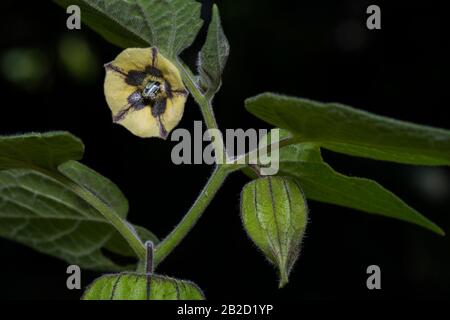 Cape goosberry fruit immature dans calice vert avec fleur Banque D'Images