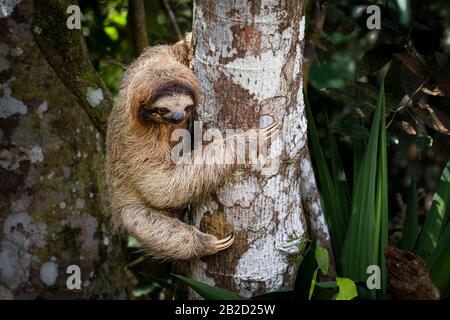 Un jeune sloth à trois toed à gorge brune grimpant sur un arbre Banque D'Images