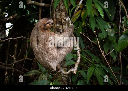 Un jeune sloth à trois toed à gorge brune grimpant sur un arbre Banque D'Images