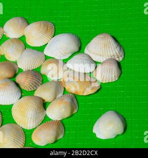 De petites coquillages différents se trouvent sur un tapis vert clair. Coques à portée proche. Modèle de coquillages de mer. Banque D'Images