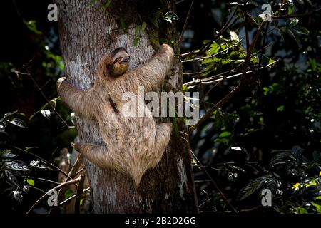 Un jeune sloth à trois toed à gorge brune grimpant sur un arbre Banque D'Images