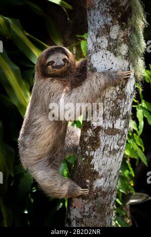 Un jeune sloth à trois toed à gorge brune grimpant sur un arbre Banque D'Images