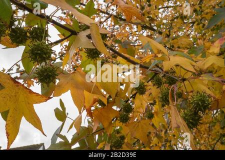 Feuilles colorées d'arbre de plan (Platanus) avec cônes Banque D'Images
