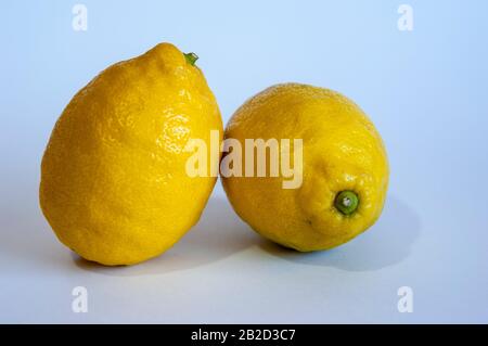 Deux citrons frais entiers Banque D'Images