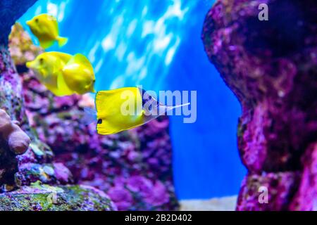 Le butterflyfish à nez long est une espèce de butterflyfish trouvée sur les récifs coralliens Banque D'Images