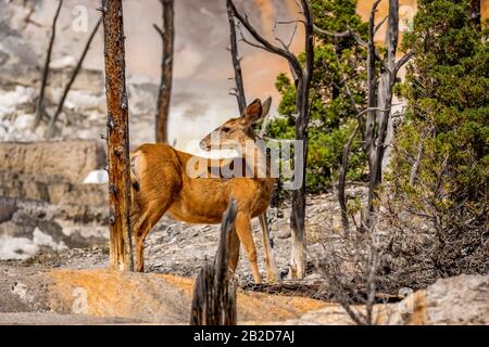 Cerf Mule Sur Les Terrasses De Mammoth, Parc National De Yellowstone