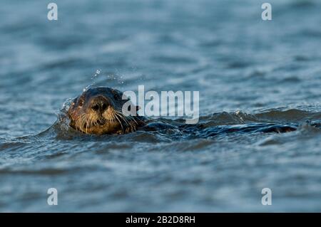 Sea Otter (Enhyla Lutris), Côte Californienne, Pacifique, Par Dominique Braud/Dembinsky Photo Assoc Banque D'Images