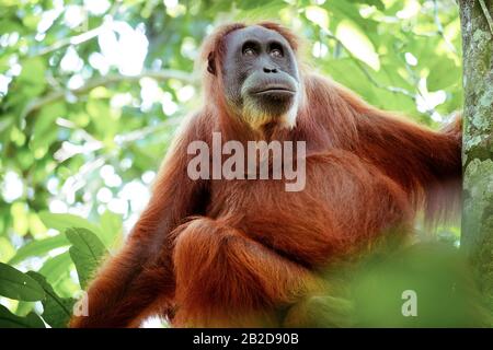 L'orang-outan femelle assis au tronc de l'arbre et regarde autour de lui contre green jungles sur arrière-plan. Dans de grands singes de la forêt ombragée. Espèce en voie de disparition en milieu naturel Banque D'Images