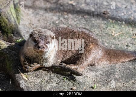 La loutre eurasienne joue, portrait d'un animal mignon Banque D'Images