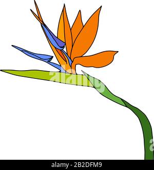 Strelitzia reginae tropical Afrique du Sud fleur isolée. Illustration vectorielle.Bloom bouquet design.plante connue sous le nom de fleur de grue, oiseau de paradis. Illustration de Vecteur