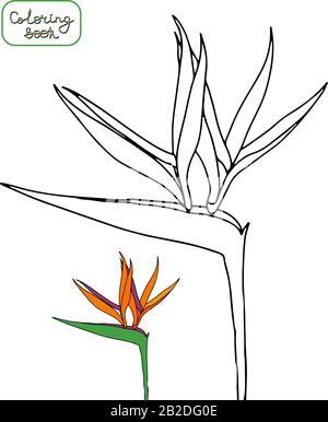 Livre de coloriage strelitzia reginae fleurs tropicales isolées sur fond blanc. Illustration vectorielle. Fleurs de grue, oiseau de paradis Illustration de Vecteur