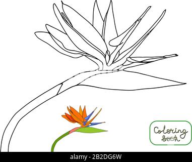 Livre de coloriage strelitzia reginae fleurs tropicales isolées sur fond blanc. Illustration vectorielle. Fleurs de grue, oiseau de paradis Illustration de Vecteur