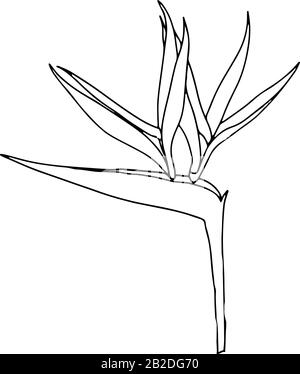 Strelitzia reginae tropical Afrique du Sud fleur isolée sur fond blanc. Illustration de stock vectoriel.impression de tatouage Outline,logo.oiseau de paradis. Illustration de Vecteur