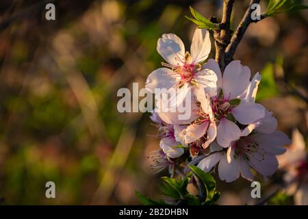 Fleurs d'amande illuminées avec le soleil couchant Banque D'Images