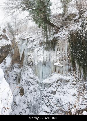 Icicules et Colchis ivy (lat. ?edera colchica K. Koch) à la neige sur les pentes raides du canyon - la gorge de la rivière blanche dans la R Banque D'Images