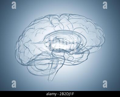 Vue latérale du cerveau humain par rayons X. Banque D'Images