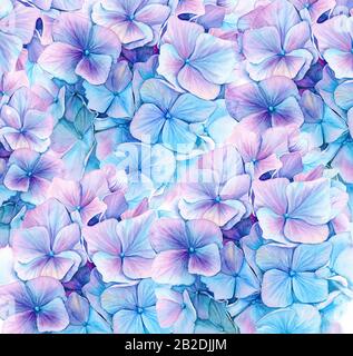 Fond aquarelle avec hortensia bleu. Grandes fleurs détaillées en couleur turquoise et violet. Illustration florale dessinée à la main pour mariage Banque D'Images