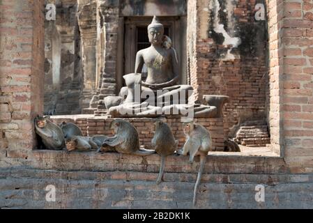 Singes assis devant la statue de Budha aux ruines de Lophburi, ancienne ville des singes (Prang Sam Yot) Nord de la Thaïlande Banque D'Images