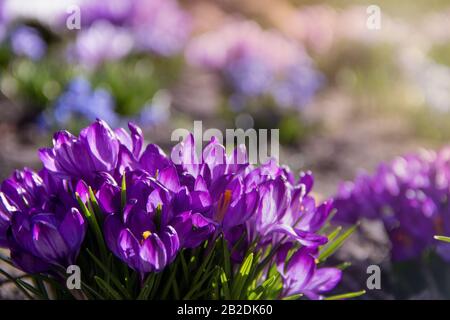 Un groupe de jeunes fleurs pourpres crocus poussent sur un flowerbed au début du printemps sous un soleil chaud avec copyspace Banque D'Images