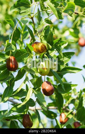 Jujube de branche (lat. Ziziphus jujuba) à partir de fruits mûrs de différentes couleurs Banque D'Images