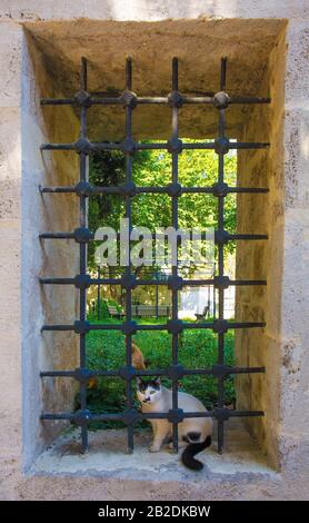 L'un des nombreux chats de rue d'Istanbul se trouve dans une fenêtre donnant sur un cimetière du quartier d'Uskudar, du côté asiatique de la ville Banque D'Images