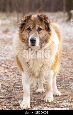 Un chien âgé ressemble à Saint-Bernard, en plein air pendant la journée. Banque D'Images
