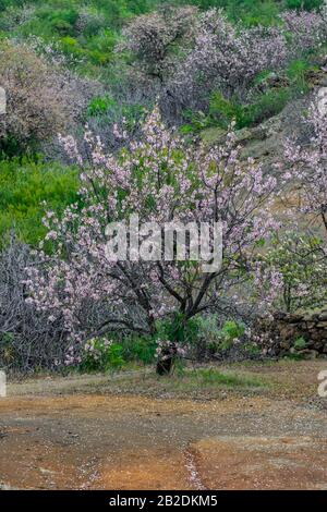 L'amandier (Prunus dulcis) blooming Banque D'Images
