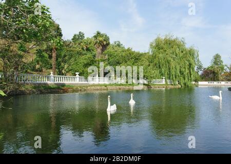 Swan-shipun (lat. Cygnus olor) nageant dans un joli grand étang de la ville Park au sud de la ville de villégiature Banque D'Images