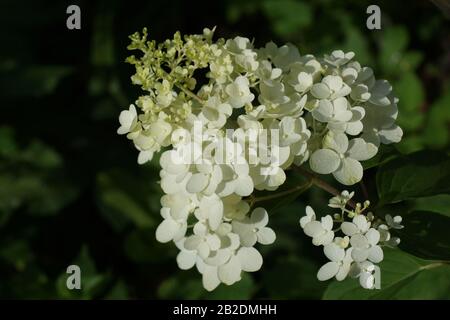 Hydrangea Paniculata Dollar Argent. Inflorescence rapprochée. Fleurs dans le jardin à l'extérieur. Banque D'Images