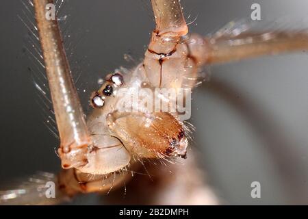 Araignée à pattes longues Daddy (Pholcus phalangioides) Banque D'Images