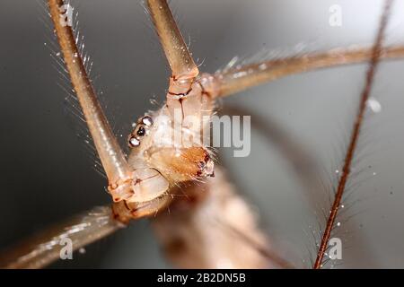 Araignée à pattes longues Daddy (Pholcus phalangioides) Banque D'Images